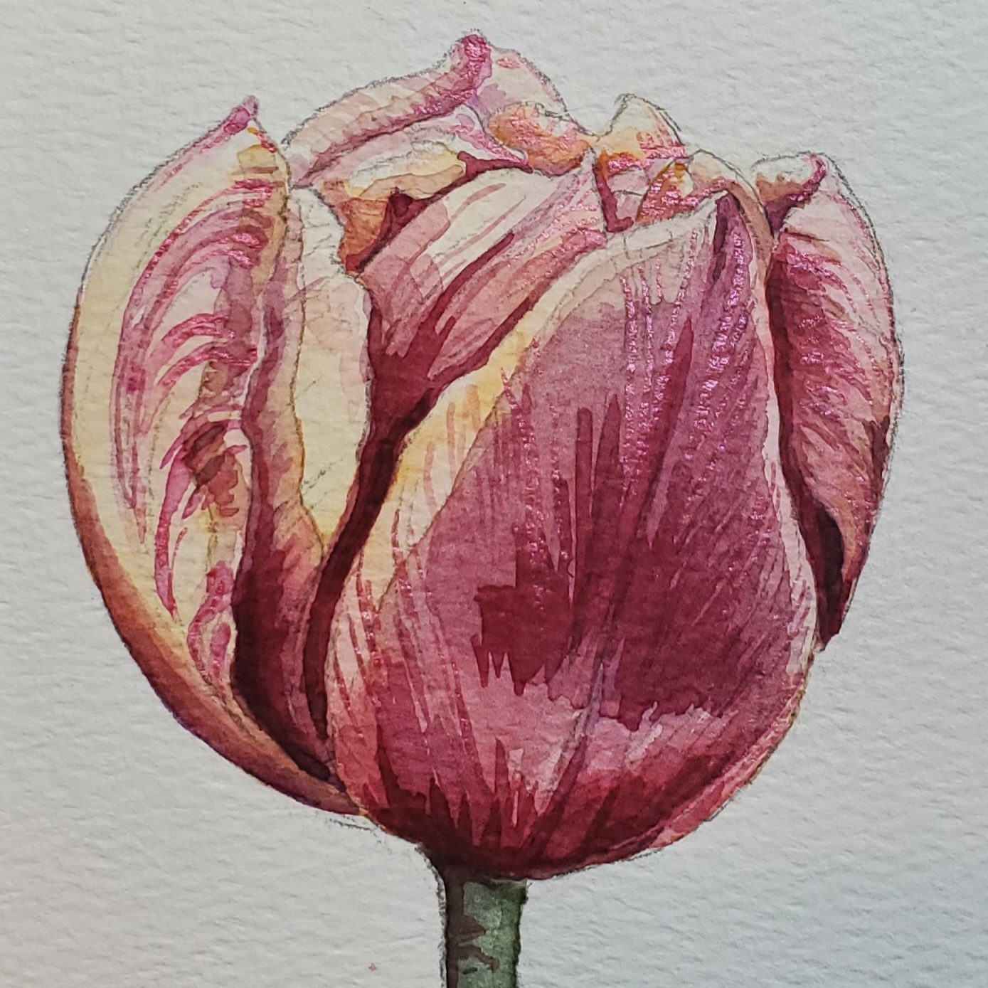 Tulpe mit Aquarellfarben malen - Farbschachtel