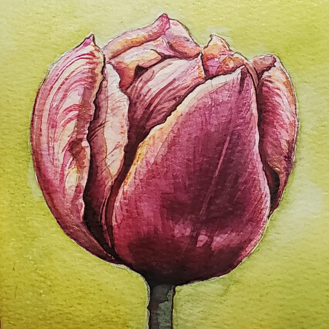 Tulpe mit Aquarellfarben malen - Farbschachtel