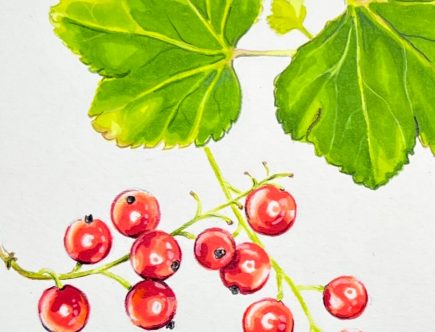 Johannisbeeren mit Promarkern und Buntstift