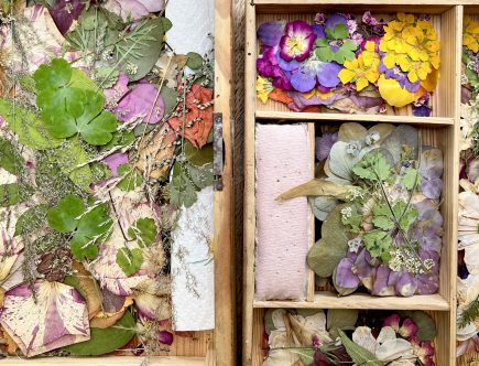 Sammlung gepresster Blüten