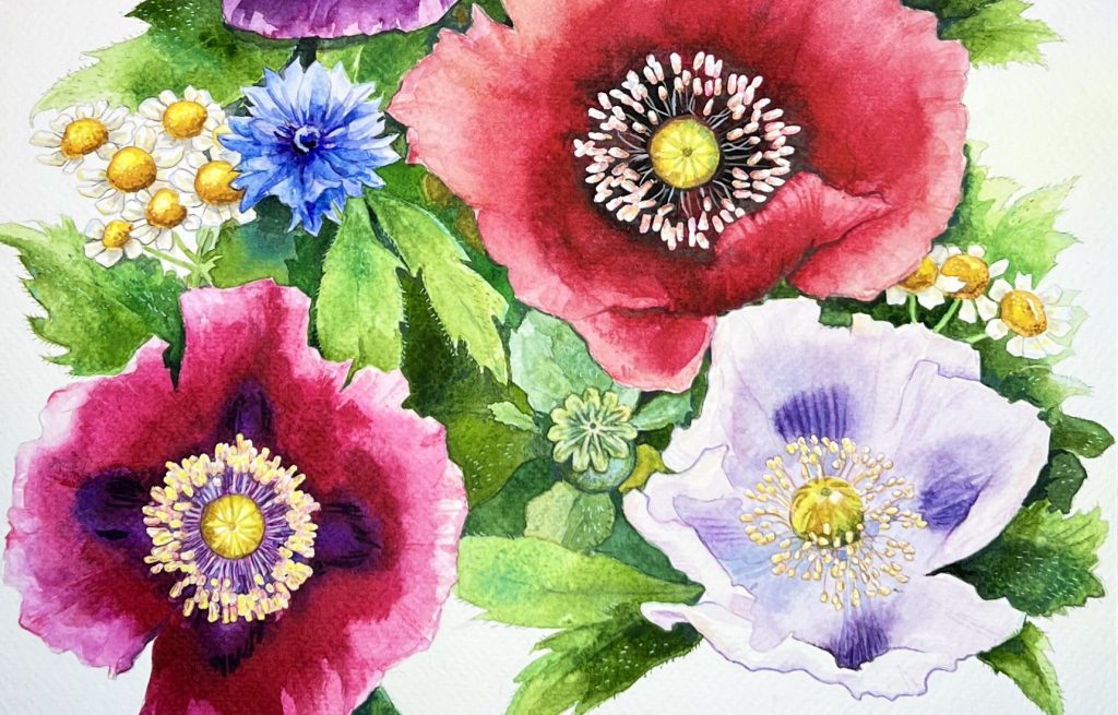 großes Mohnblüten Aquarell