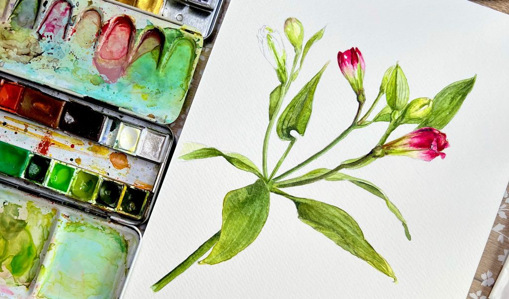 Inkalilie Aquarell