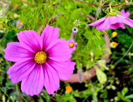 Header Blumenanzucht 2