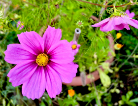 Header Blumenanzucht 2