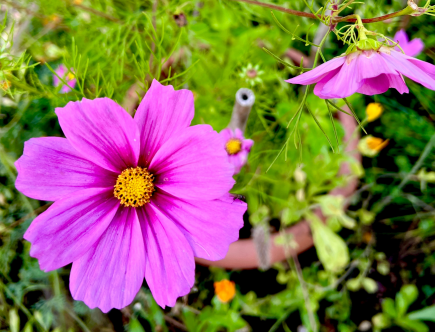 Header Blumenanzucht 2