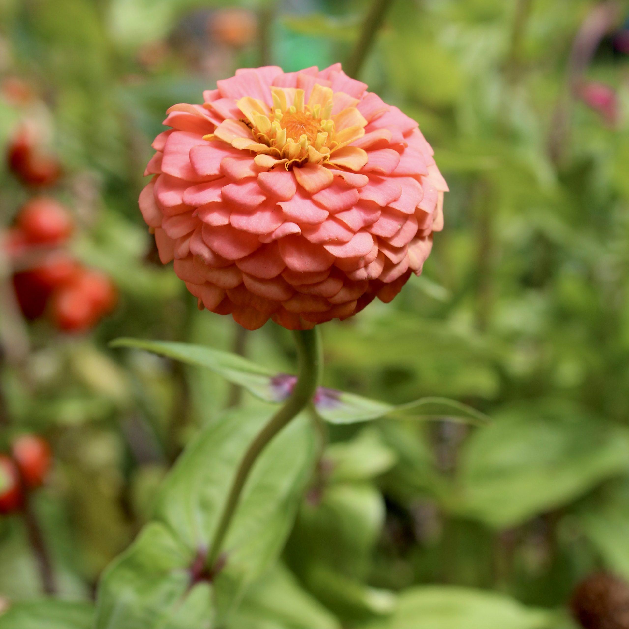 Zinnie Apricot