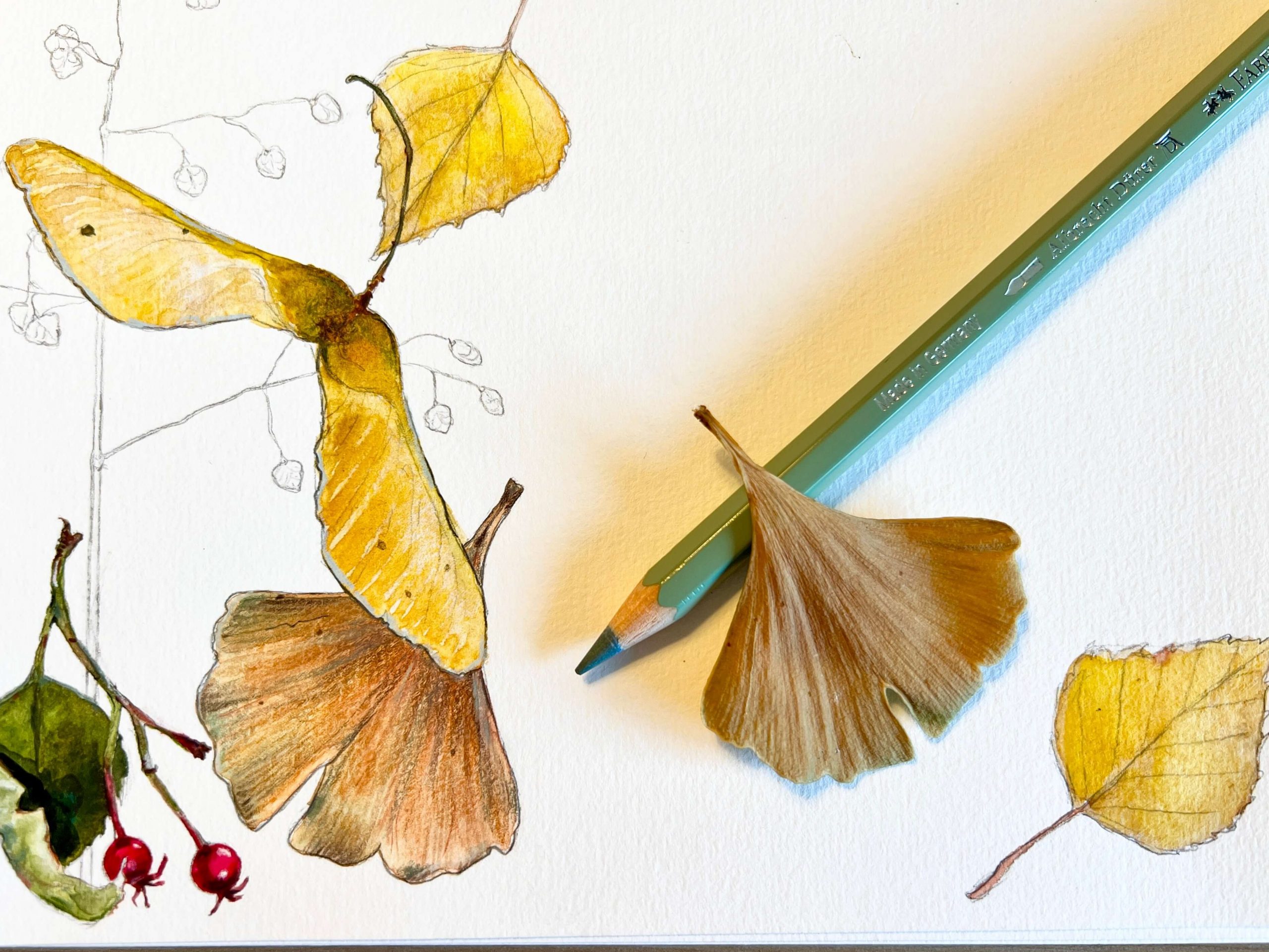 Ginkgo Blatt abzeichnen