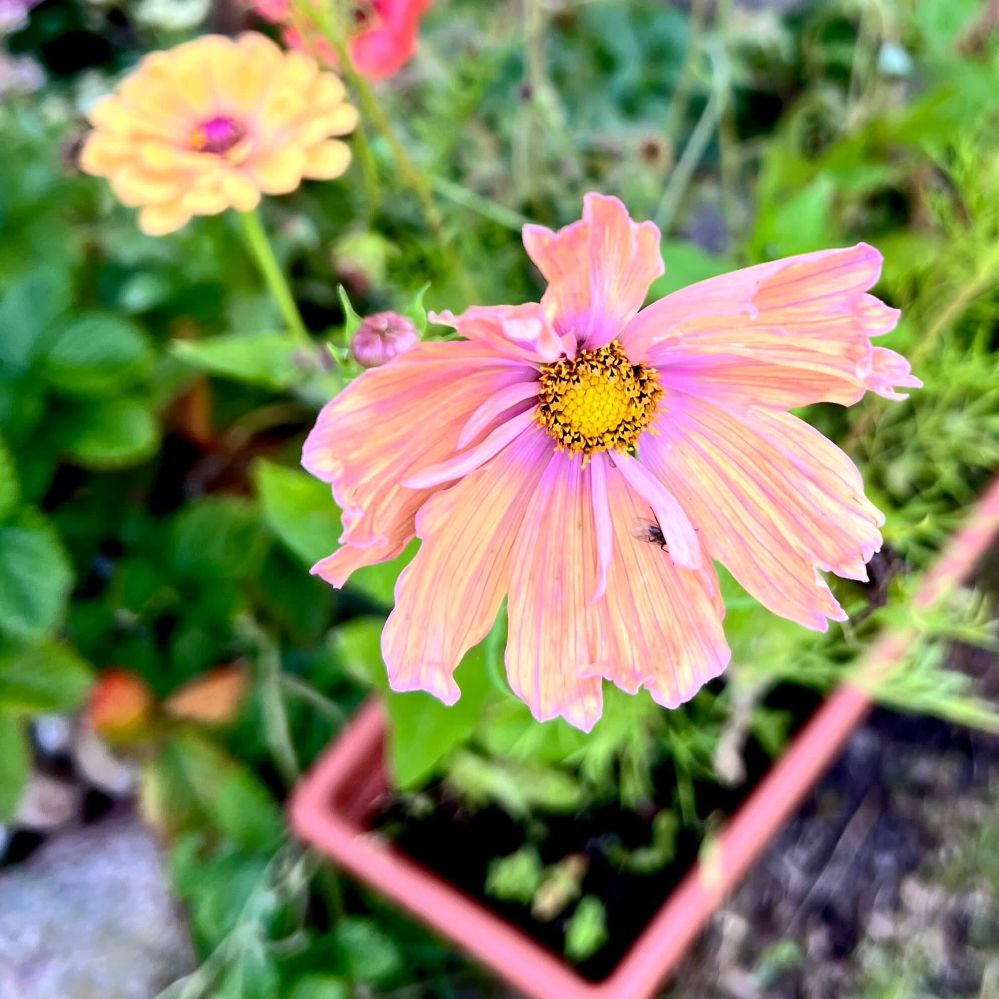 Schmuckkörbchen Apricot