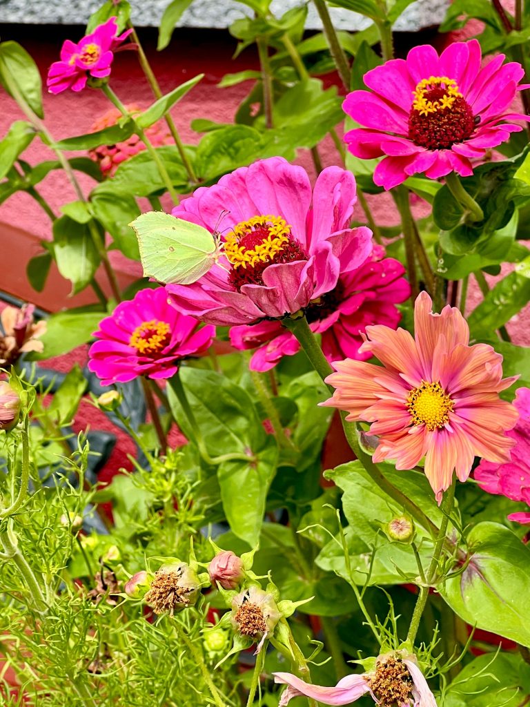 Zinnien