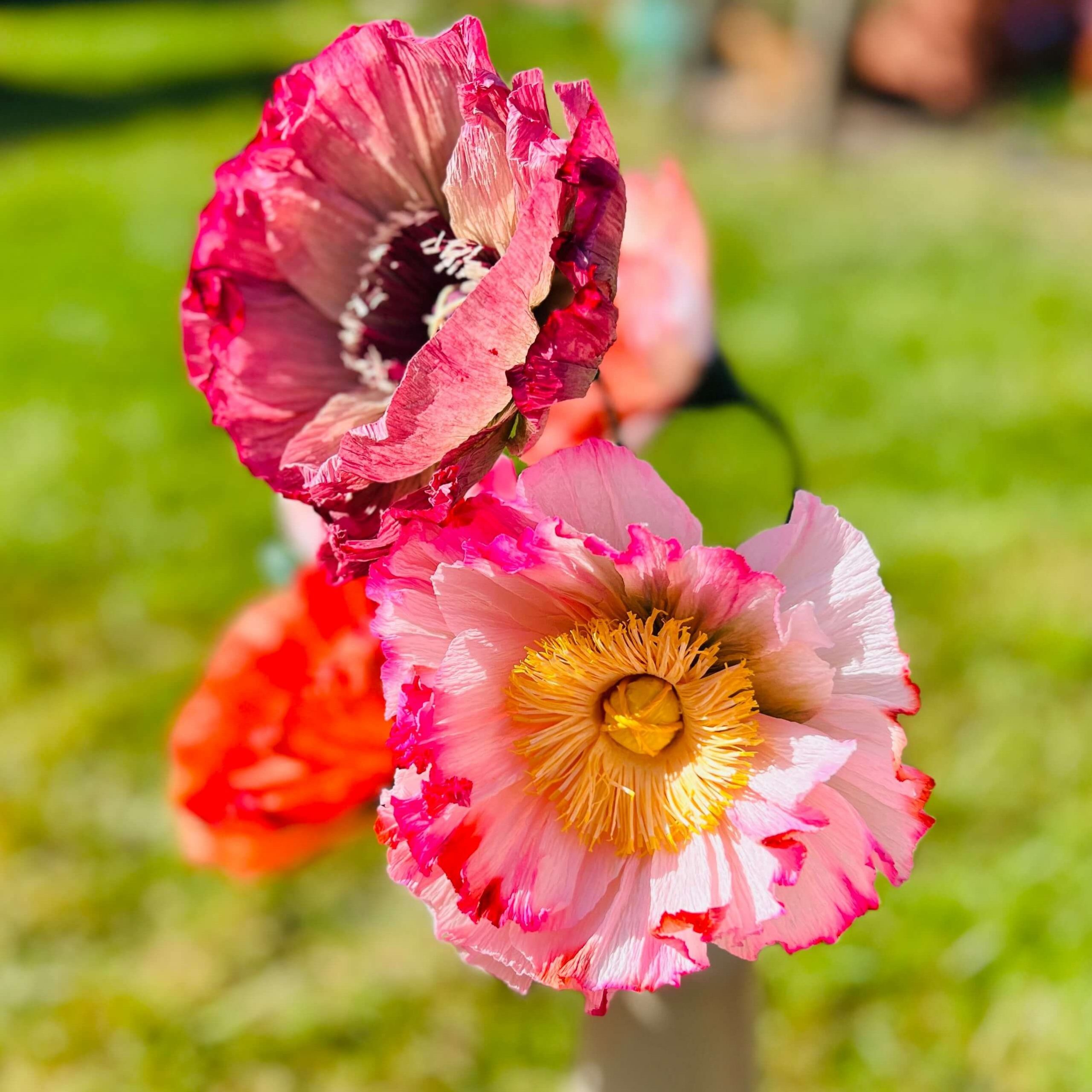 Mohnblüten aus Krepppapier