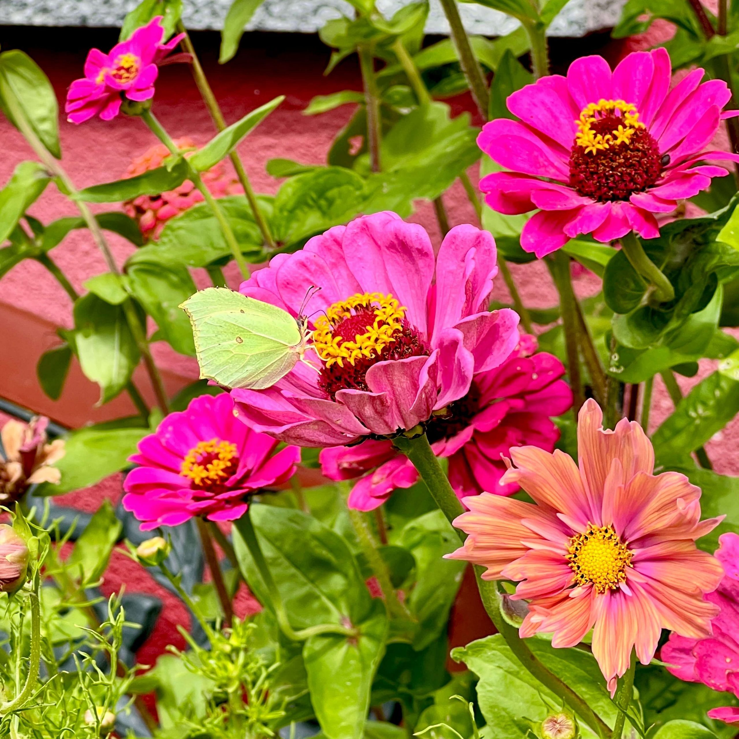 Blumenanzucht für Kunstprojekte