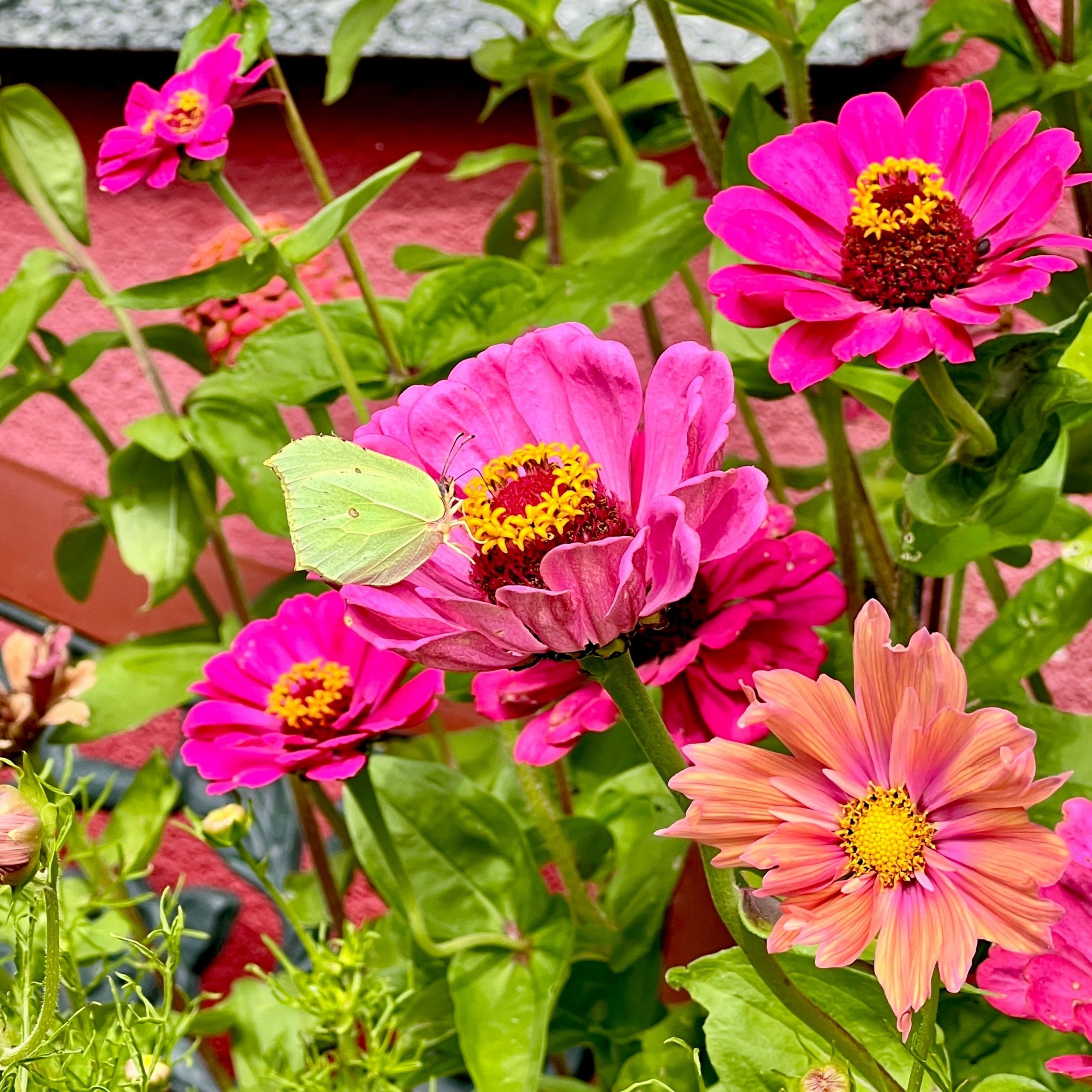 Zinnien