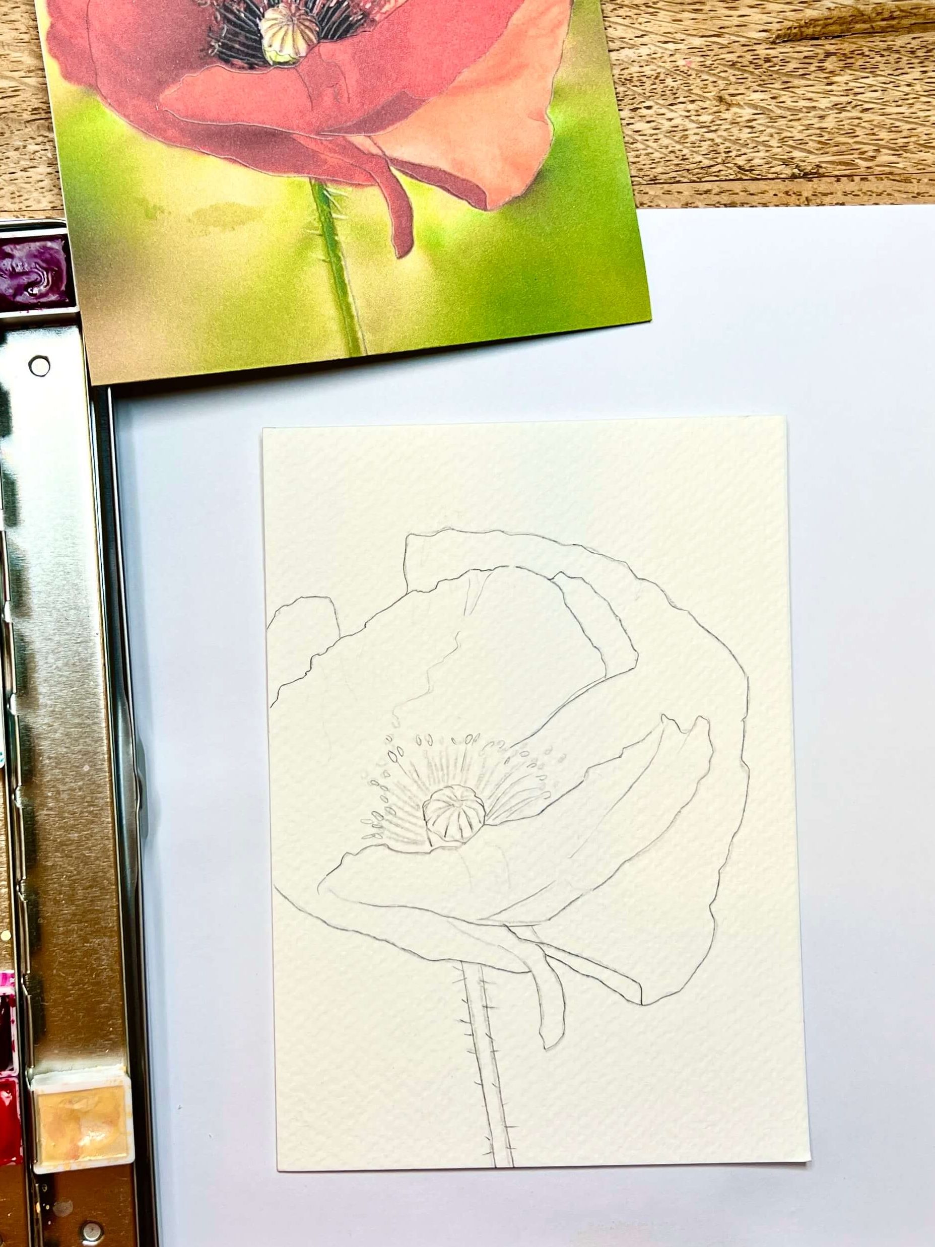 Vorzeichnung Mohnblüte