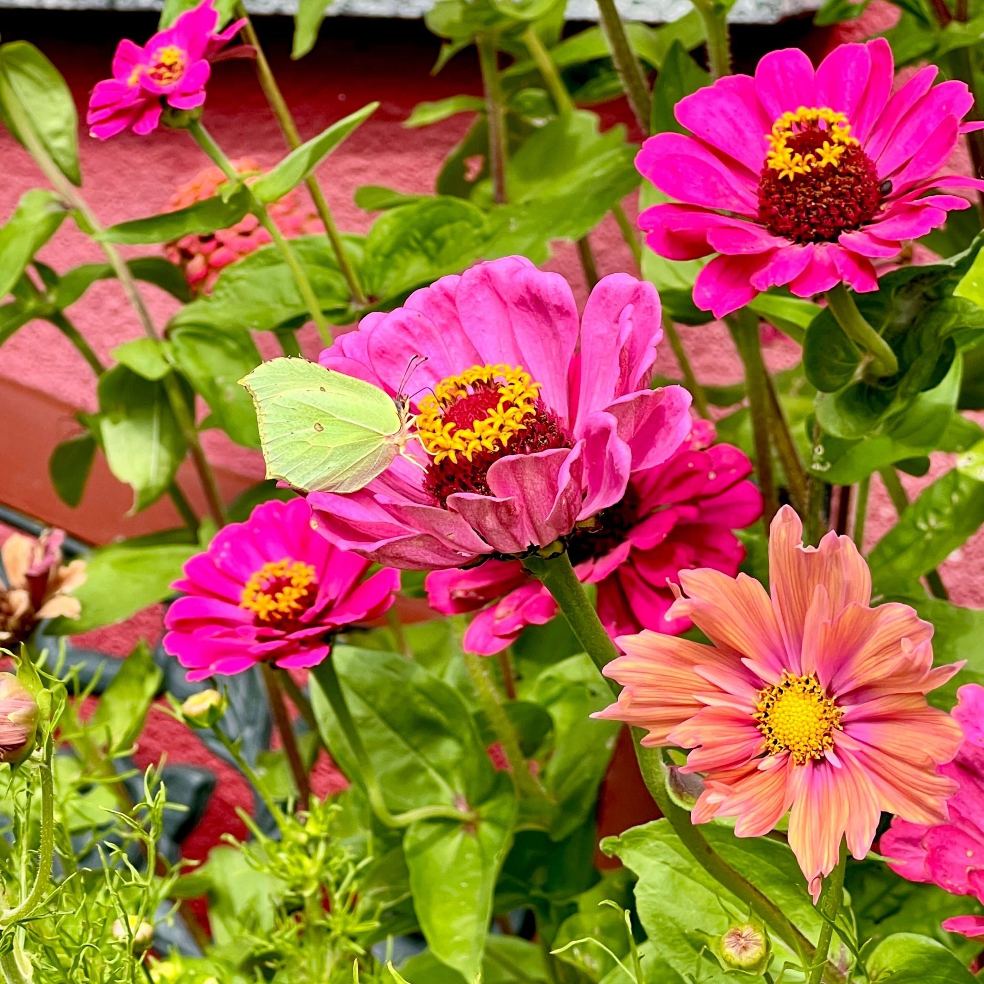 Blumenanzucht für Kreativ-Projekte