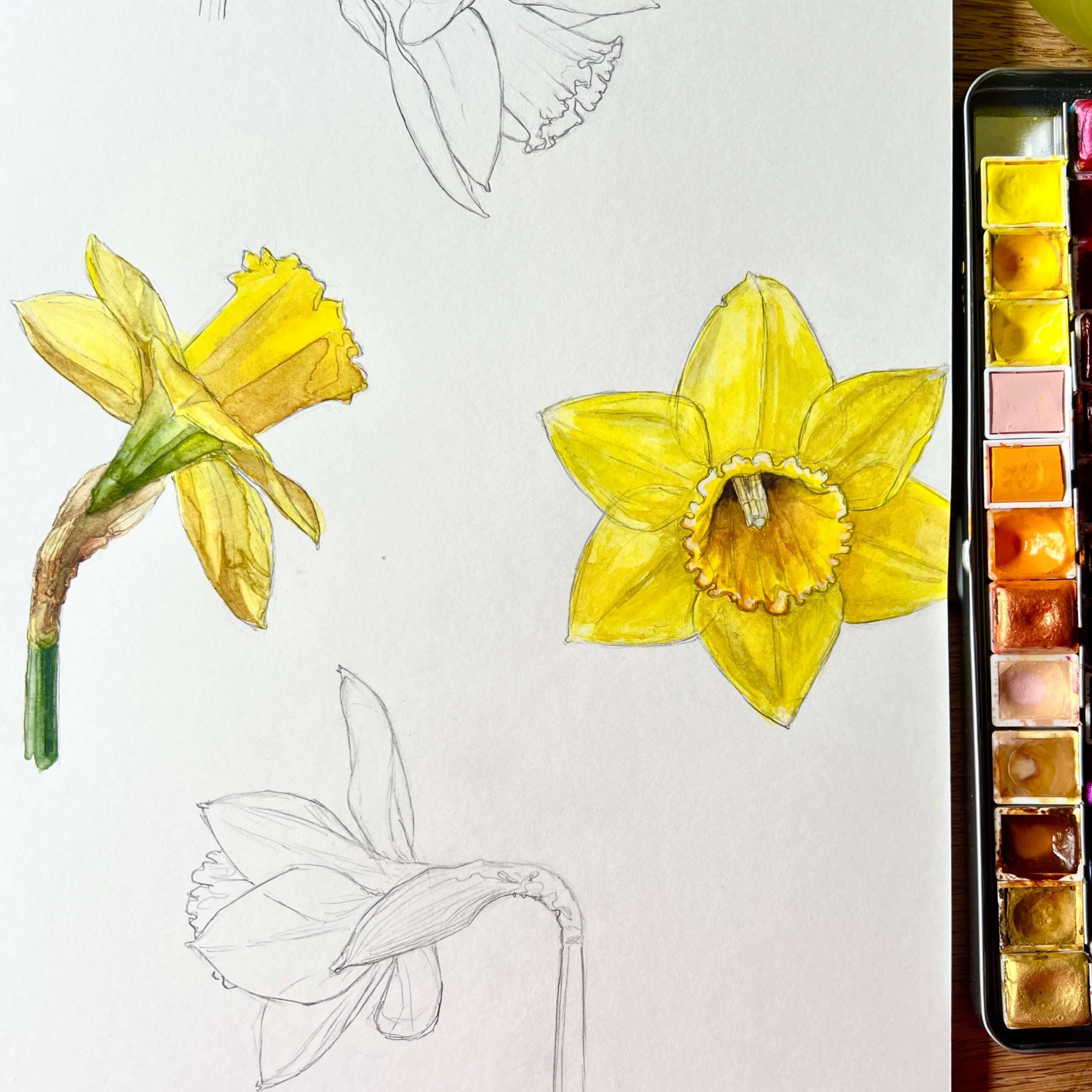 zwei farbige Blüten