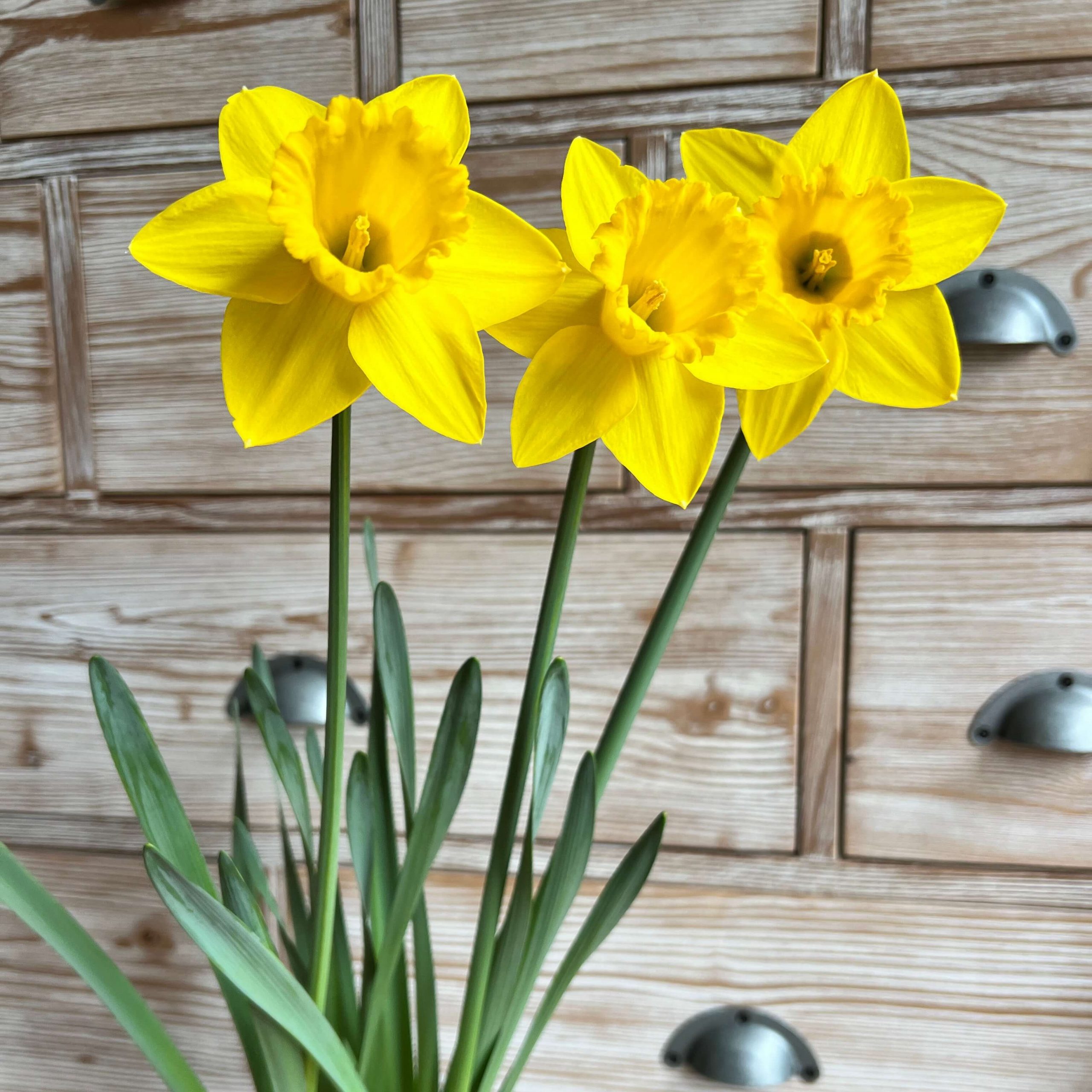 Osterglocken im Topf