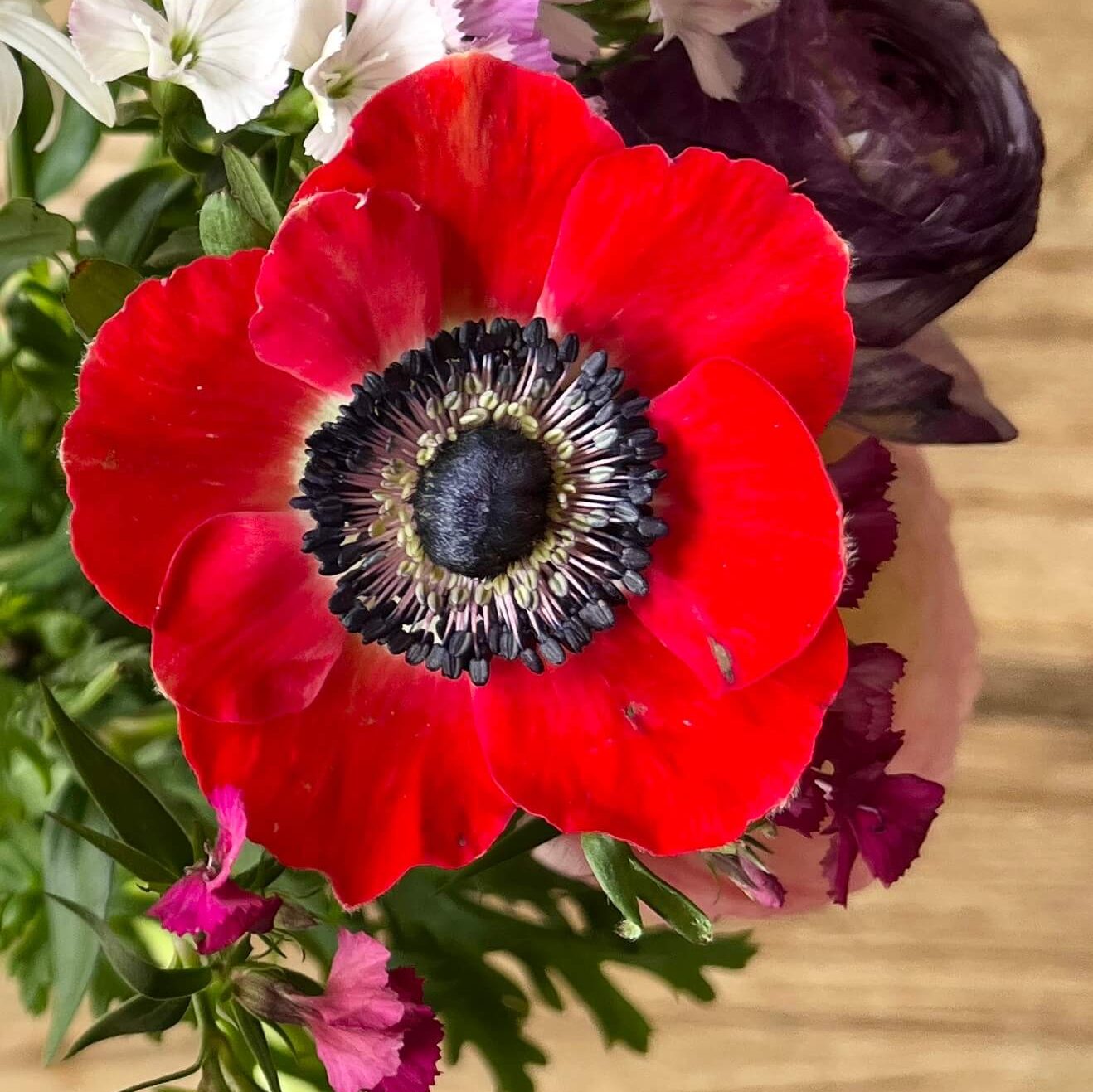 Anemonen als Inspiration