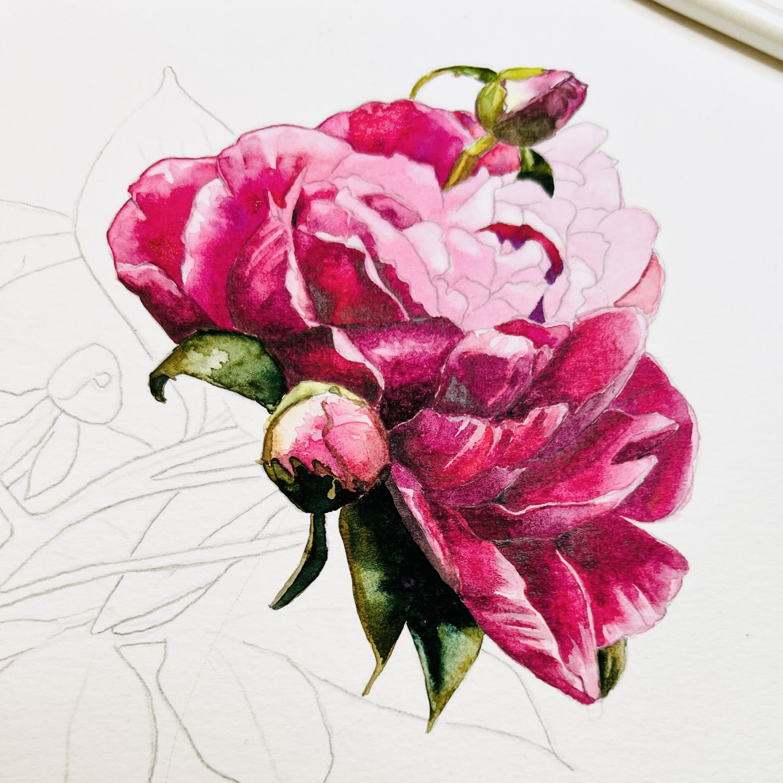 Pfingstrosenblüte in Arbeit