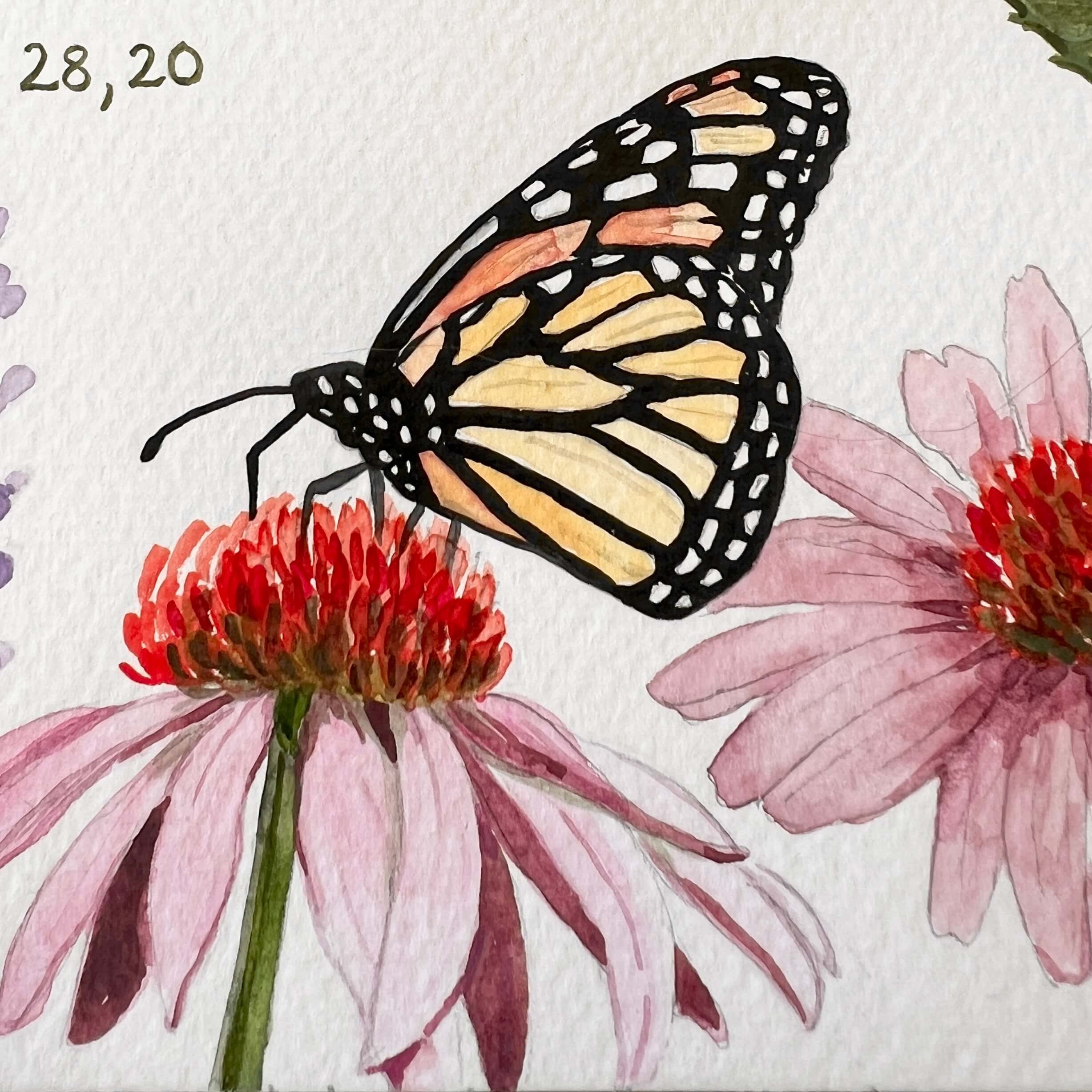 Sonnenhut mit Schmetterling