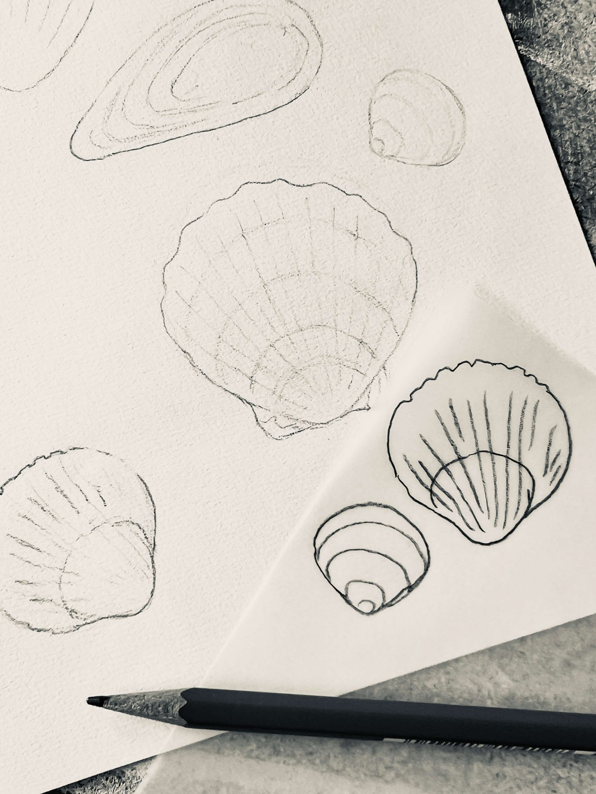Vorzeichnung Muscheln und Ostsee Motive