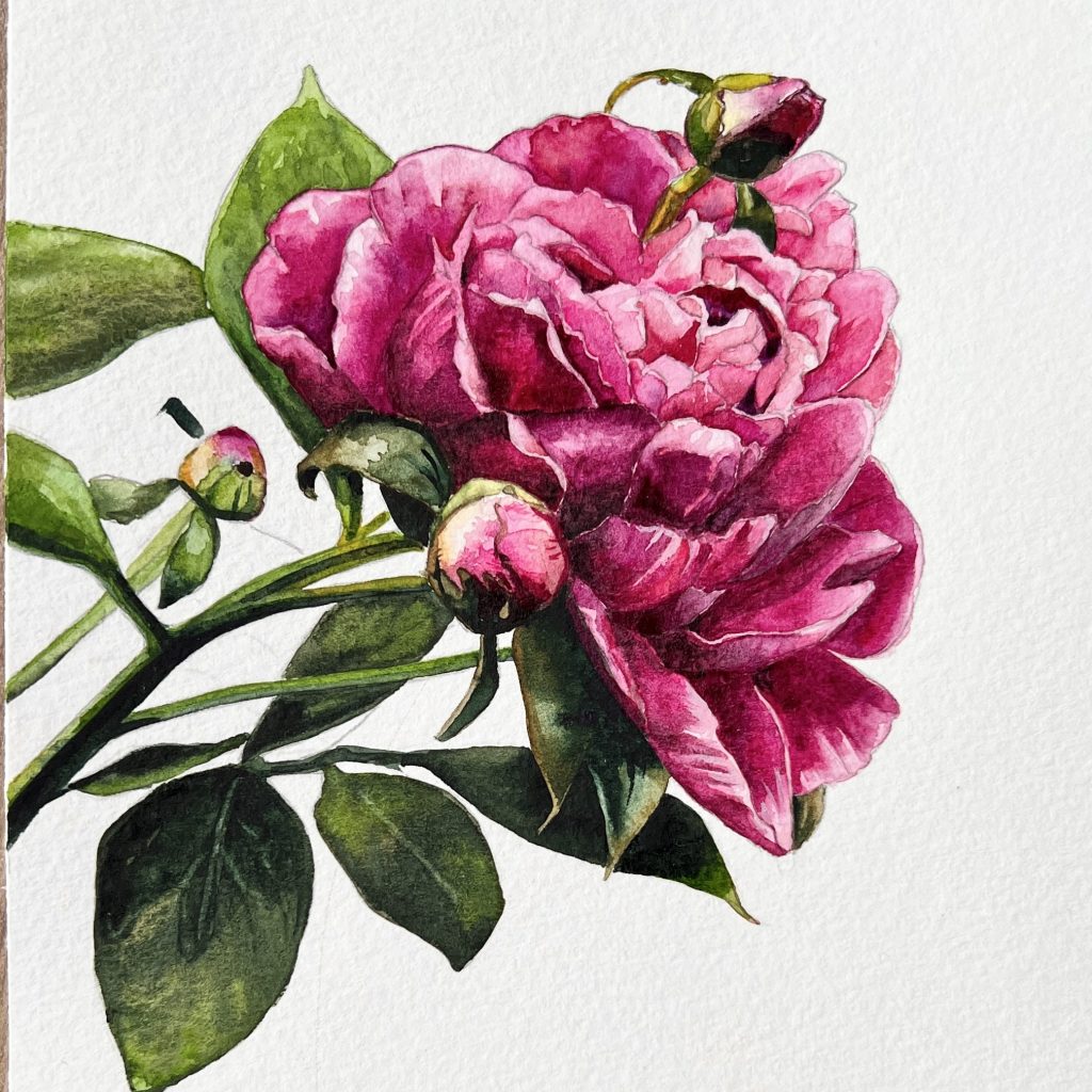 Pfingstrose malen mit Aquarell