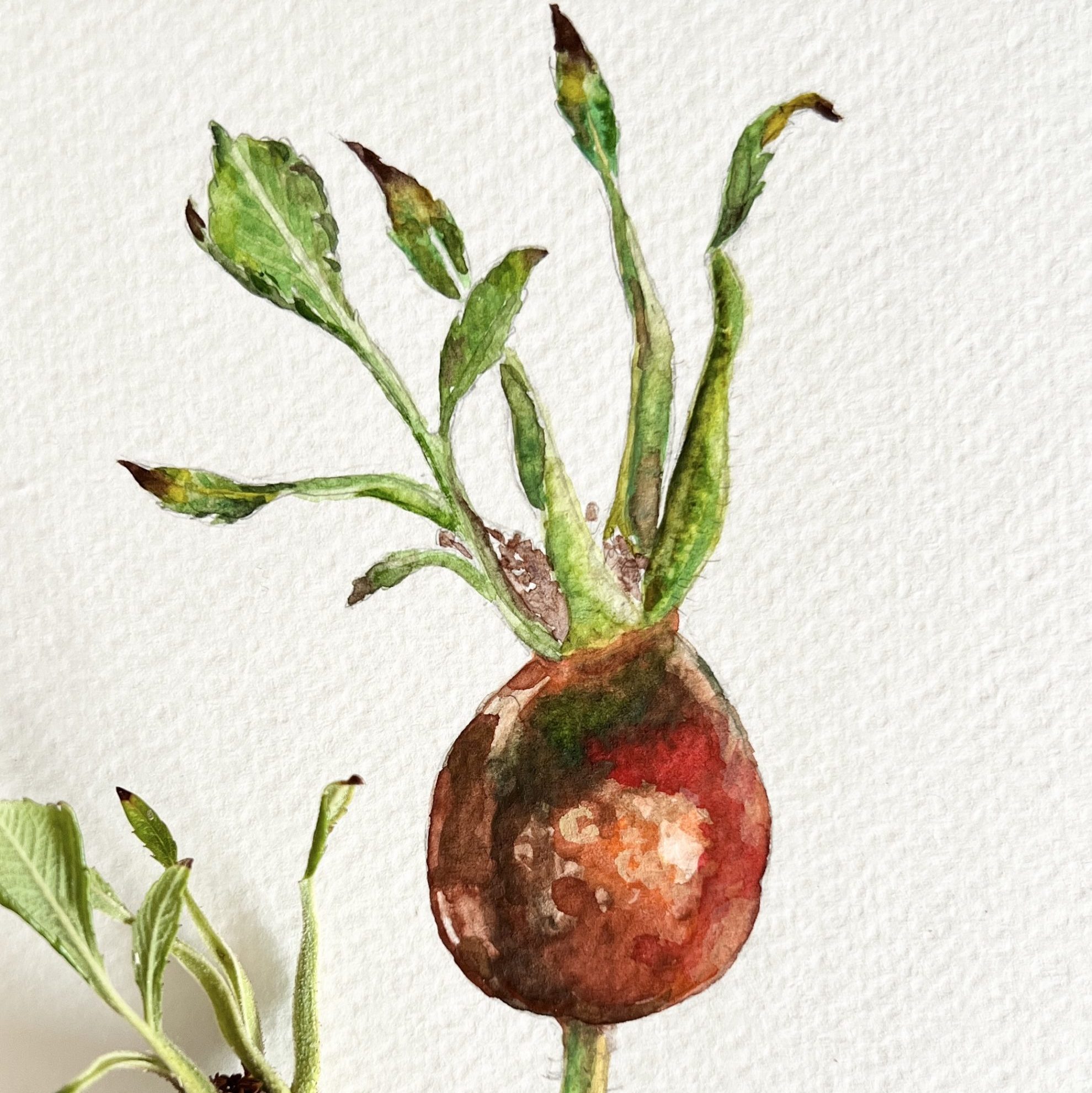 Hagebutte mit Aquarell malen